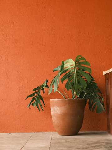 Monstera in a terracotta pot against an orange wall